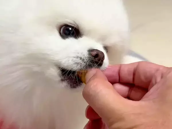 優しい性格の犬が『飼い主の手を噛んでしまった』結果…許さざるを得ない『謝り方』に悶絶「こんなのたまらない…」「上目遣いが可愛すぎる」