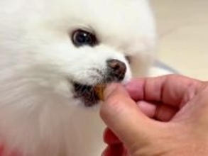 優しい性格の犬が『飼い主の手を噛んでしまった』結果…許さざるを得ない『謝り方』に悶絶「こんなのたまらない…」「上目遣いが可愛すぎる」