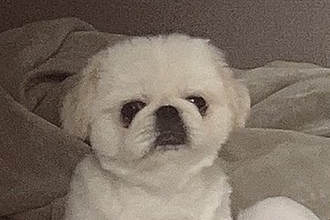 『やけに犬が静かだなあ』と思って様子を確認した結果→「見たことないくつろぎ方」「脱力感たまらん」想定外だった光景に14万表示の反響