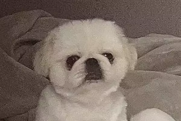 『やけに犬が静かだなあ』と思って様子を確認した結果→「見たことないくつろぎ方」「脱力感たまらん」想定外だった光景に14万表示の反響