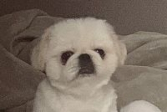 『やけに犬が静かだなあ』と思って様子を確認した結果→「見たことないくつろぎ方」「脱力感たまらん」想定外だった光景に14万表示の反響