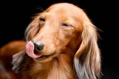 犬の『舌』で分かる健康状態5つ　体調不良を判断する方法やチェックポイントまで