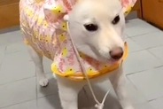 雨の日の散歩のため、犬に『カッパ』を着せた結果→頭が…思っていたのと違う『着方』が39万再生「パーマ中のおかんｗｗ」「七福神で草」と爆笑