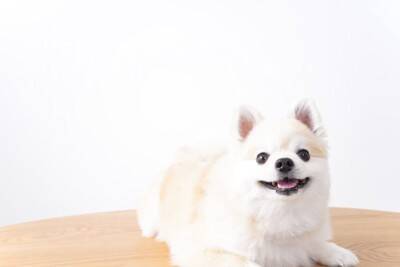 犬の『里親に絶対なってはいけない人』の共通点５選　迎える際の必須条件や心構えまで