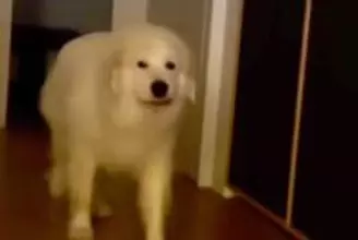 リビングにやってきた超大型犬→『おいで』と話しかけた結果、少しだけ振り向き…思春期の子供のような光景が52万再生「うちの娘ｗ」「笑った」
