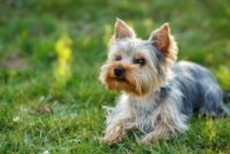 ヨークシャーテリアのお腹や耳が真っ黒に…これって治るの？【獣医師執筆】