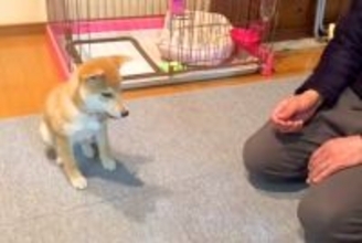 子犬に『待て』と指示した結果→『うまくできるかな』と見ていたら…悶絶級の『まさかの行動』が336万再生「待ててなくて草」「ジワジワ感ｗ」