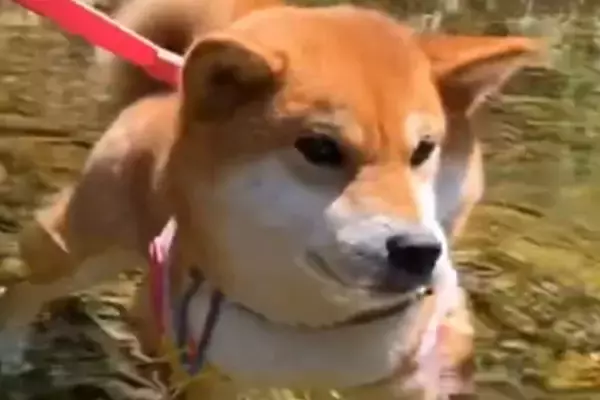 初めて川に遊びにきた犬→『大はしゃぎで泳ぐかな』と思いきや…予想外だった『楽しみ方』が可愛すぎると反響「足湯ｗｗ」「気持ち良さそう」