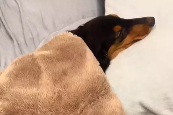 布団をかけて眠っている犬→ふと、めくってみた結果…思わず二度見してしまう『まさかの光景』が70万再生「新幹線みたいｗｗ」「ウナギで草」