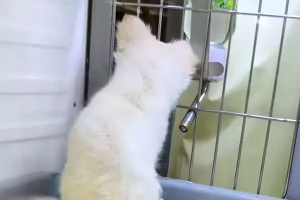 『ちゃんと面倒みれるの？』と、子犬を飼うことに抗議する夫→反対を押し切り飼った結果…まさかの現在に反響「パパも可愛い」「ワンコの勝利」
