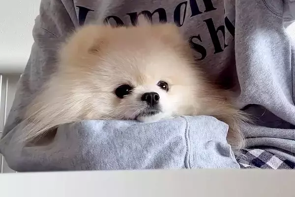体調不良が続いてぐったりしていたら『犬と猫』が心配をしてくれて…そばで優しく寄り添う光景に反響「健気で可愛い」「いい子過ぎて感動」