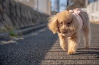 犬が『ゆっくり歩く理由』5つ　歩き方でわかる心理や注意が必要な歩行の仕方とは？