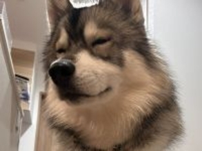 気持ちよさそうにおすわりしている大型犬の子犬→足元を見てみると…まさかの光景が13万表示「座り心地は良さそうｗ」「可愛いｗｗ」と絶賛