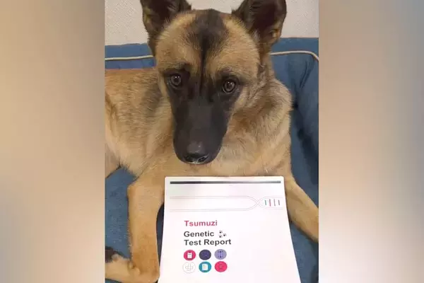 シェパードのような元野犬→試しに『犬種鑑定』をしてみたら…予想を超える『まさかの結果』が27万再生「チワワ…だと…」「贅沢な血統」