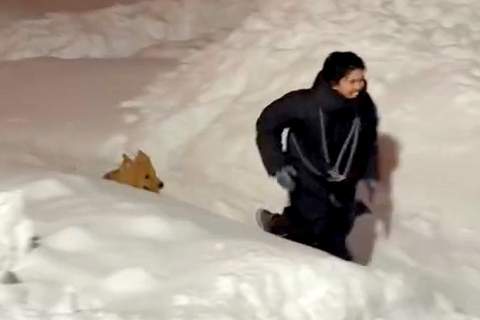 北海道の豪雪で交通網も麻痺している最中、男性と大型犬が…『全力で楽しんでいる光景』が素敵すぎると628万再生「良いコンビ」「兄弟みたい」