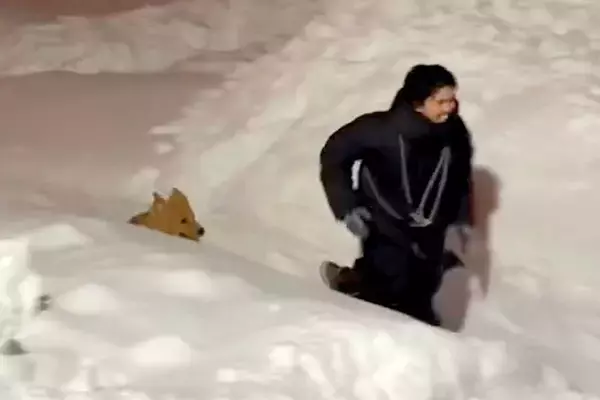 北海道の豪雪で交通網も麻痺している最中、男性と大型犬が…『全力で楽しんでいる光景』が素敵すぎると628万再生「良いコンビ」「兄弟みたい」