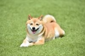 犬が『ありがとう』と言っているときにみせる行動５選　感謝のサインや正しい対応まで