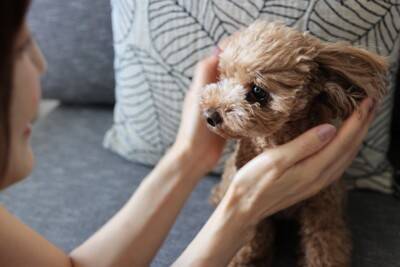 犬が『ありがとう』と言っているときにみせる行動５選　感謝のサインや正しい対応まで