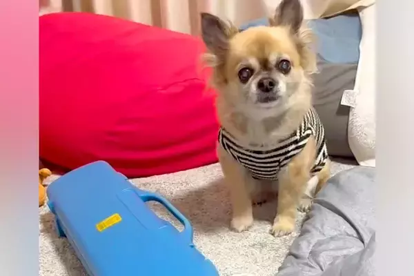 『ママ、鍵盤ハーモニカを吹いて』とおねだりする13歳の老犬→待ち切れない様子で…演奏中の『尊い光景』が34万再生「上手すぎ」「可愛い」