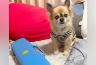 『ママ、鍵盤ハーモニカを吹いて』とおねだりする13歳の老犬→待ち切れない様子で…演奏中の『尊い光景』が34万再生「上手すぎ」「可愛い」