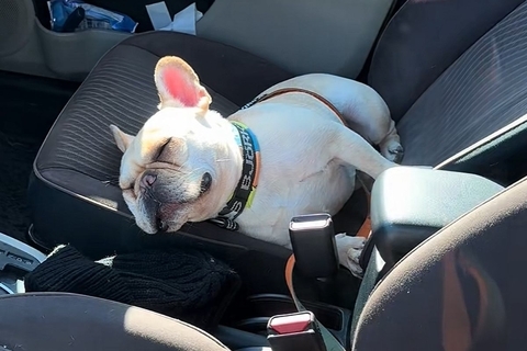 車の運転席で爆睡している犬→外から呼んでみた、次の瞬間…人間の寝起きのような『リアクション』が9万再生「可愛すぎ」「人入ってる？ｗ」