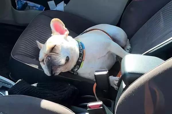 車の運転席で爆睡している犬→外から呼んでみた、次の瞬間…人間の寝起きのような『リアクション』が9万再生「可愛すぎ」「人入ってる？ｗ」