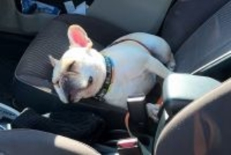 車の運転席で爆睡している犬→外から呼んでみた、次の瞬間…人間の寝起きのような『リアクション』が9万再生「可愛すぎ」「人入ってる？ｗ」