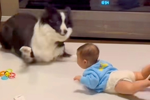 赤ちゃんが突然『奇声』を上げた結果→近くにいた犬が…お笑い芸人のような『100点満点の光景』が224万再生「大げさで草」「めちゃ笑った」