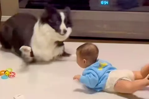 赤ちゃんが突然『奇声』を上げた結果→近くにいた犬が…お笑い芸人のような『100点満点の光景』が224万再生「大げさで草」「めちゃ笑った」