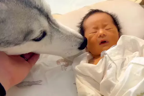 赤ちゃんが『生まれた瞬間から大型犬と育った』結果→お互い言葉を喋れなくても…尊すぎる『成長記録』が73万再生「兄弟みたい」「愛情に涙が」