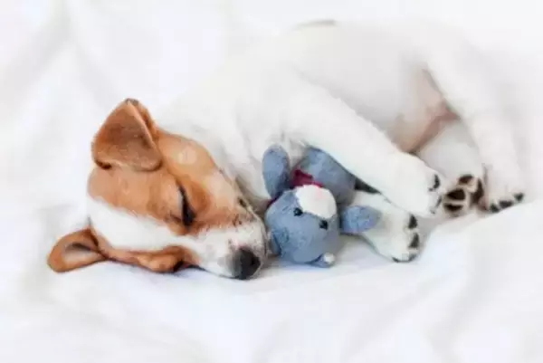 犬が『ぬいぐるみ』を手放さないのはなぜ？人形に執着しているときの気持ちや注意点まで