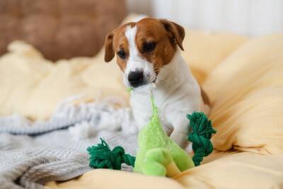 犬が『ぬいぐるみ』を手放さないのはなぜ？人形に執着しているときの気持ちや注意点まで