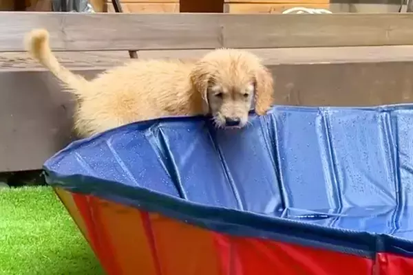 子犬を『初めてプールで遊ばせた』結果→『水を怖がるかな』と思ったら…想像以上の『大はしゃぎ』が11万再生「可愛くてほっこり」「天真爛漫」