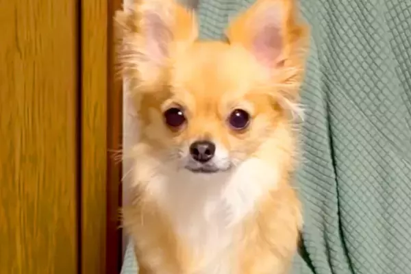 ふと『ソファーでくつろぐ犬』を見てみた結果→なぜか足が…思わず二度見する『まさかの姿勢』が33万再生「跳び箱で草」「ちょい内股ｗｗ」