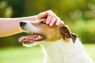 犬の幸福度を高める『撫で方』4選　愛犬を幸せにする接し方のコツや触られると嬉しい場所まで
