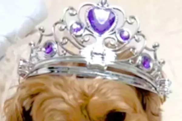 娘が突然開催する『犬の誕生日会』→楽しんでいると思ったら…まさかの『絶望の表情』が390万再生「目の輝きがｗ」「あー始まったって顔で草」