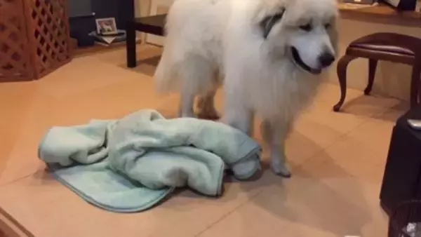 『態度を使い分ける超大型犬』が412万再生を記録　息子への無慈悲な行動に「扱いの違いが明確で面白い」「微笑ましい」