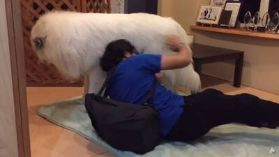 『態度を使い分ける超大型犬』が412万再生を記録　息子への無慈悲な行動に「扱いの違いが明確で面白い」「微笑ましい」