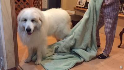 『態度を使い分ける超大型犬』が412万再生を記録　息子への無慈悲な行動に「扱いの違いが明確で面白い」「微笑ましい」