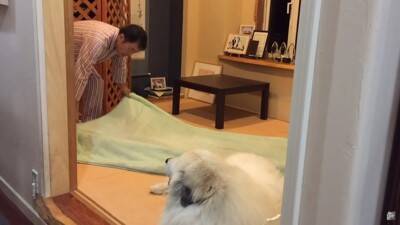 『態度を使い分ける超大型犬』が412万再生を記録　息子への無慈悲な行動に「扱いの違いが明確で面白い」「微笑ましい」