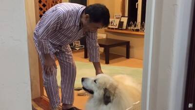 『態度を使い分ける超大型犬』が412万再生を記録　息子への無慈悲な行動に「扱いの違いが明確で面白い」「微笑ましい」