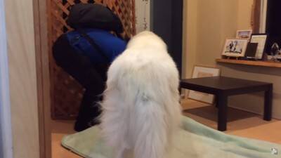 『態度を使い分ける超大型犬』が412万再生を記録　息子への無慈悲な行動に「扱いの違いが明確で面白い」「微笑ましい」