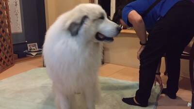 『態度を使い分ける超大型犬』が412万再生を記録　息子への無慈悲な行動に「扱いの違いが明確で面白い」「微笑ましい」