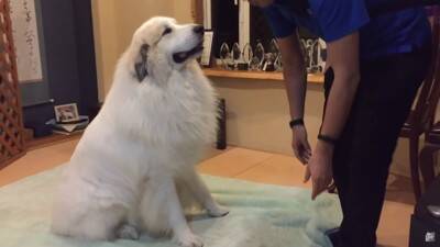 『態度を使い分ける超大型犬』が412万再生を記録　息子への無慈悲な行動に「扱いの違いが明確で面白い」「微笑ましい」