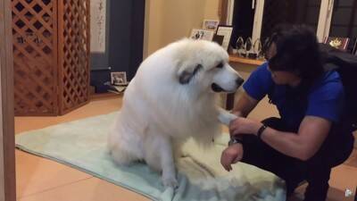 『態度を使い分ける超大型犬』が412万再生を記録　息子への無慈悲な行動に「扱いの違いが明確で面白い」「微笑ましい」