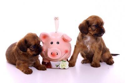 犬を飼うのに必要な年収とは？安心して迎えるための貯金額やかかる維持費まで解説