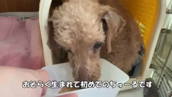 『売れ残った犬』の壮絶な物語…引き取り屋による『悲しい過去』と結末に涙「最期が幸せでよかった」「保護後の表情に感動」と495万再生