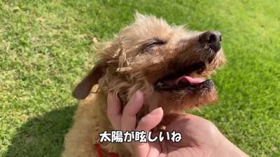 『売れ残った犬』の壮絶な物語…引き取り屋による『悲しい過去』と結末に涙「最期が幸せでよかった」「保護後の表情に感動」と495万再生
