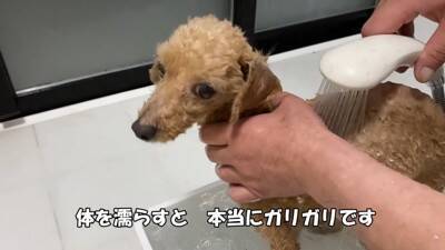 『売れ残った犬』の壮絶な物語…引き取り屋による『悲しい過去』と結末に涙「最期が幸せでよかった」「保護後の表情に感動」と495万再生