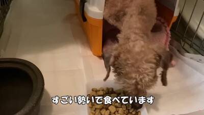 『売れ残った犬』の壮絶な物語…引き取り屋による『悲しい過去』と結末に涙「最期が幸せでよかった」「保護後の表情に感動」と495万再生
